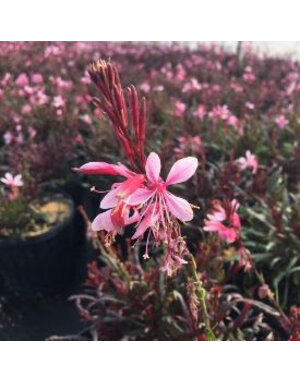 GAURA, 'GRACEFUL PINK' 1G