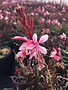 GAURA, 'GRACEFUL PINK' 1G