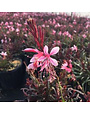 'GRACEFUL PINK' GAURA, 1 GALLON