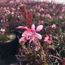 GAURA, 'GRACEFUL PINK' 1G