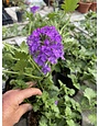 'HOMESTEAD PURPLE' VERBENA, 1 GALLON