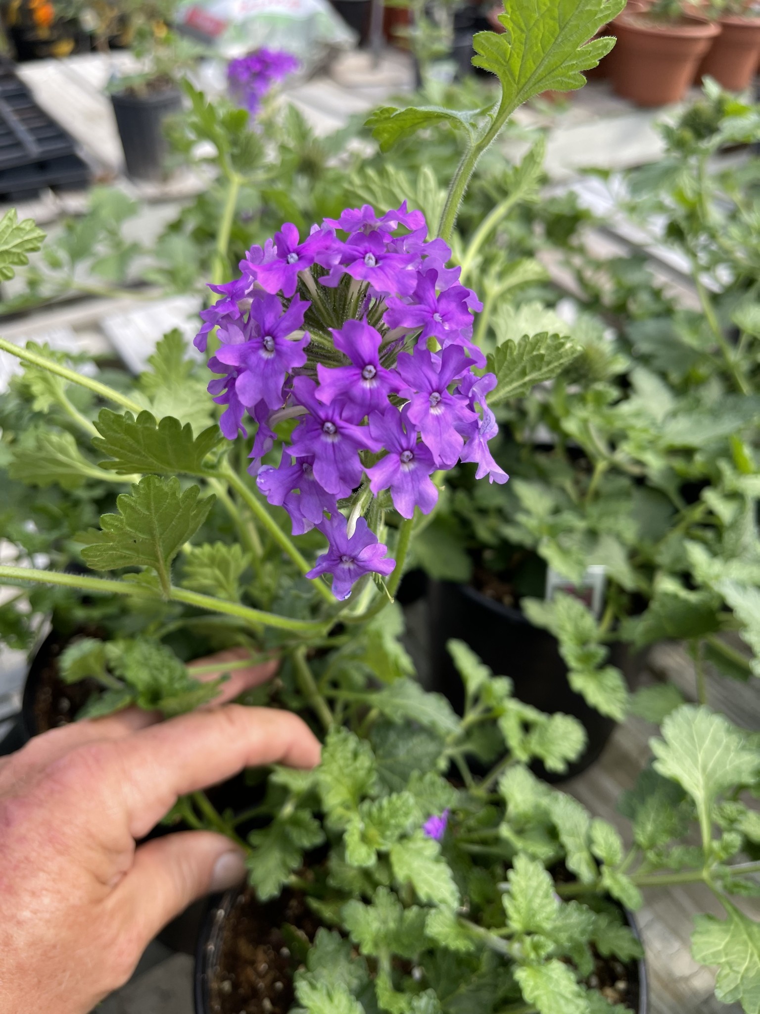 'HOMESTEAD PURPLE' VERBENA, 1 GALLON