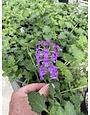 'HOMESTEAD PURPLE' VERBENA, 1 GALLON