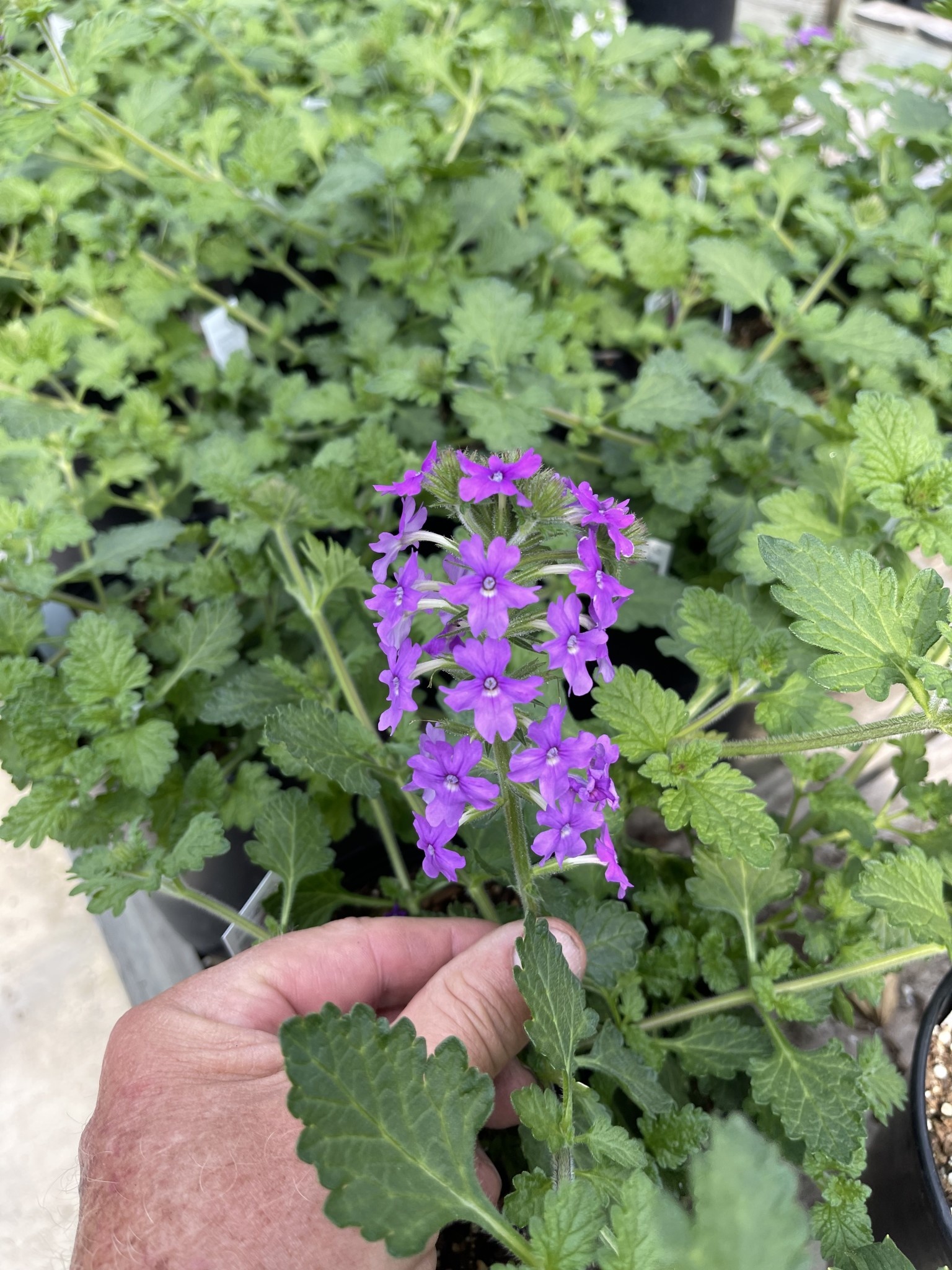 'HOMESTEAD PURPLE' VERBENA, 1 GALLON