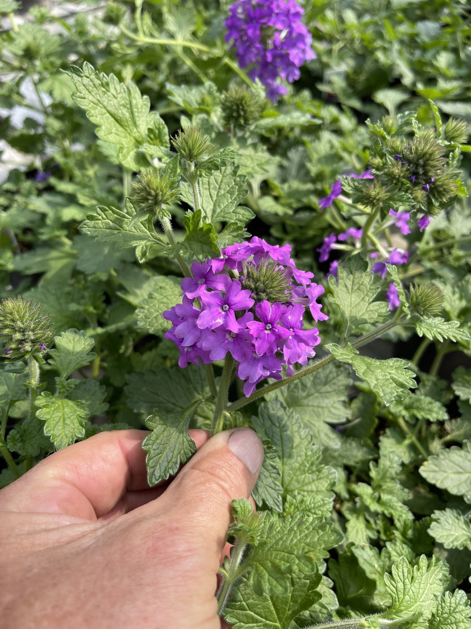 'HOMESTEAD PURPLE' VERBENA, 1 GALLON
