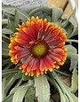 GAILLARDIA, 'SPIN TOP', 1G