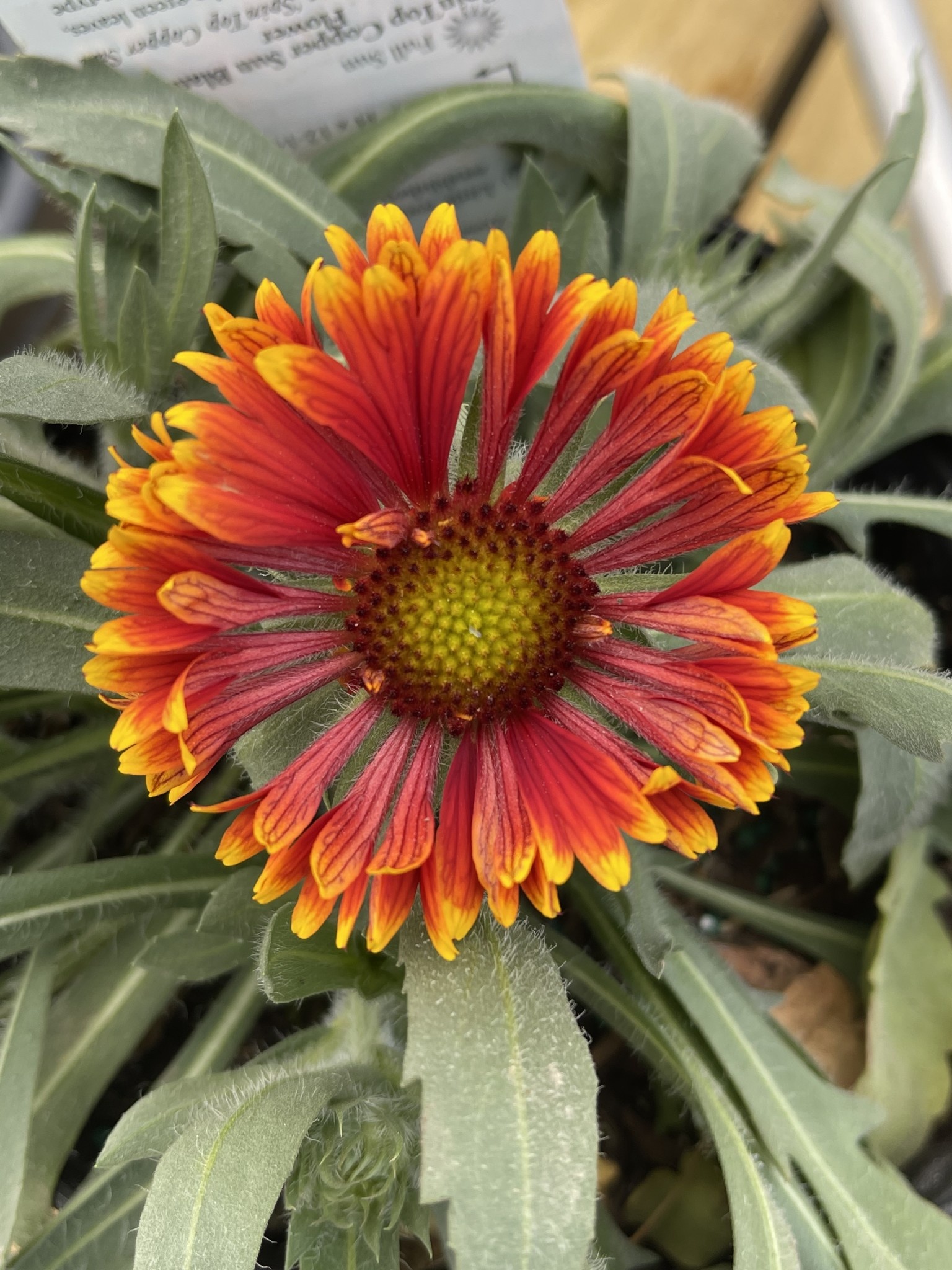 GAILLARDIA, 'SPIN TOP' 1G Growers Outlet Willis Texas