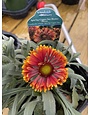 'SPINTOP' GAILLARDIA, 1 GALLON