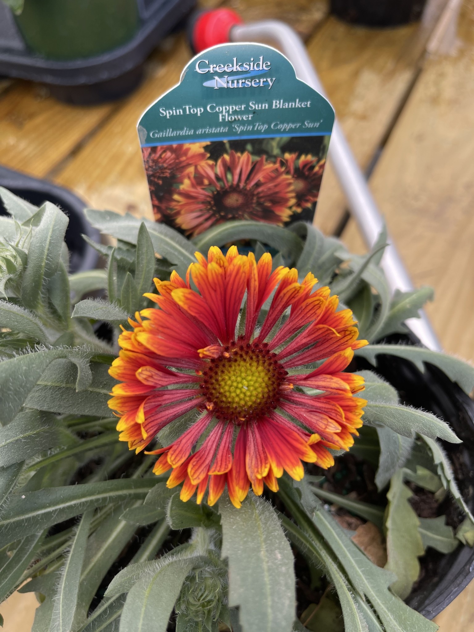 'SPINTOP' GAILLARDIA, 1 GALLON