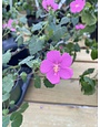 'ROCK ROSE' PAVONIA PLANT, 1 GALLON