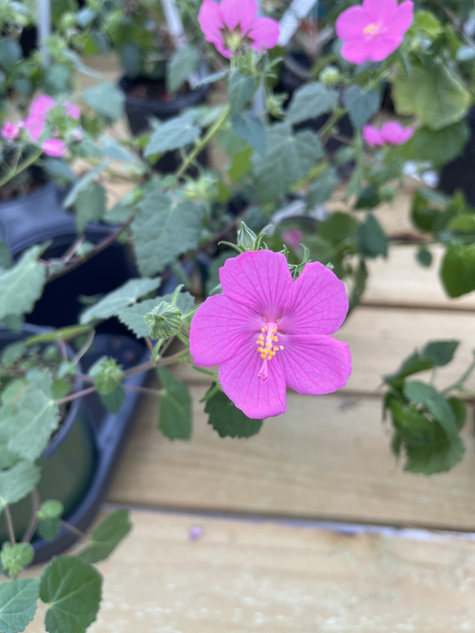 PAVONIA, ROCK ROSE 1G