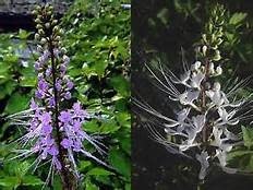 'WHITE' CAT WHISKERS PLANT, 1 GALLON