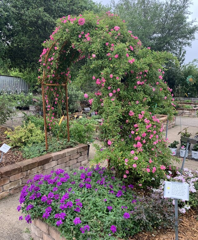 CLIMBING ROSES