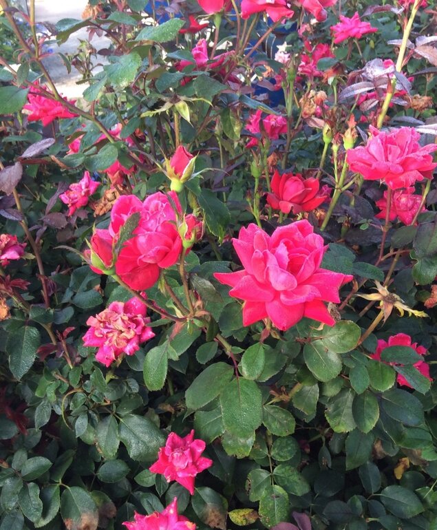 'KNOCK OUT' ROSE