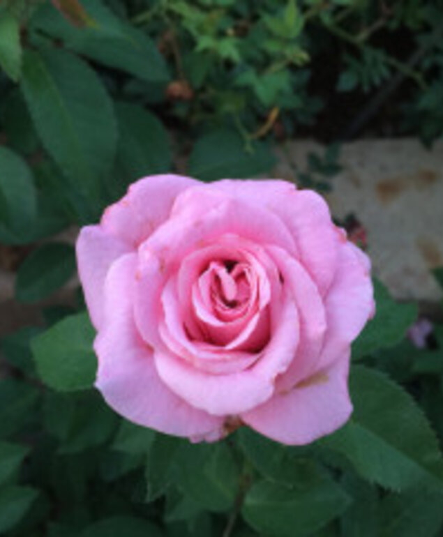 ALL OTHER ROSES
