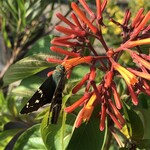 MEXICAN FIREBUSH AKA HUMMINGBIRD BUSH, 1G