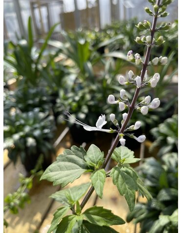 CAT WHISKERS, 'WHITE, 1G*