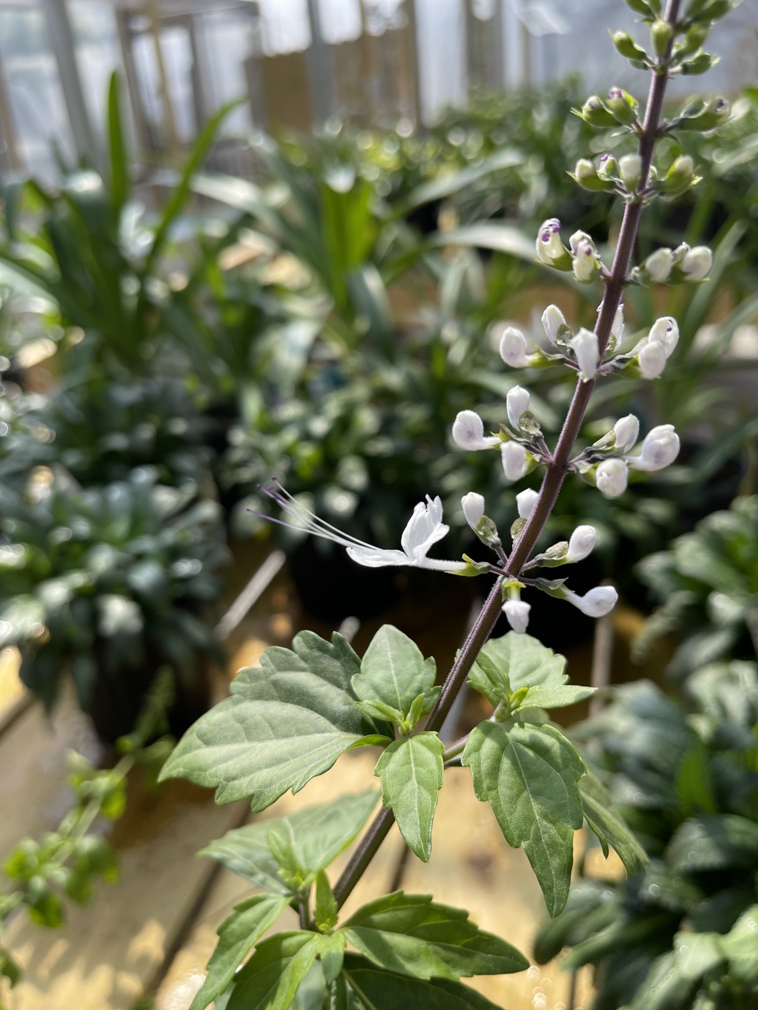 'WHITE' CAT WHISKERS PLANT, 1 GALLON