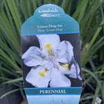 IRIS, 'LEMON DROP, 3G