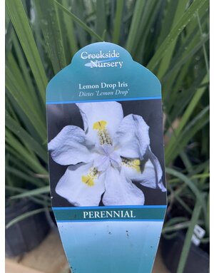 Iris 'Lemon Drop' 3G