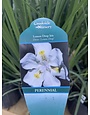 Lemon Drop Iris 3 Gallon - Iris × louisiana 'Lemon Drop'