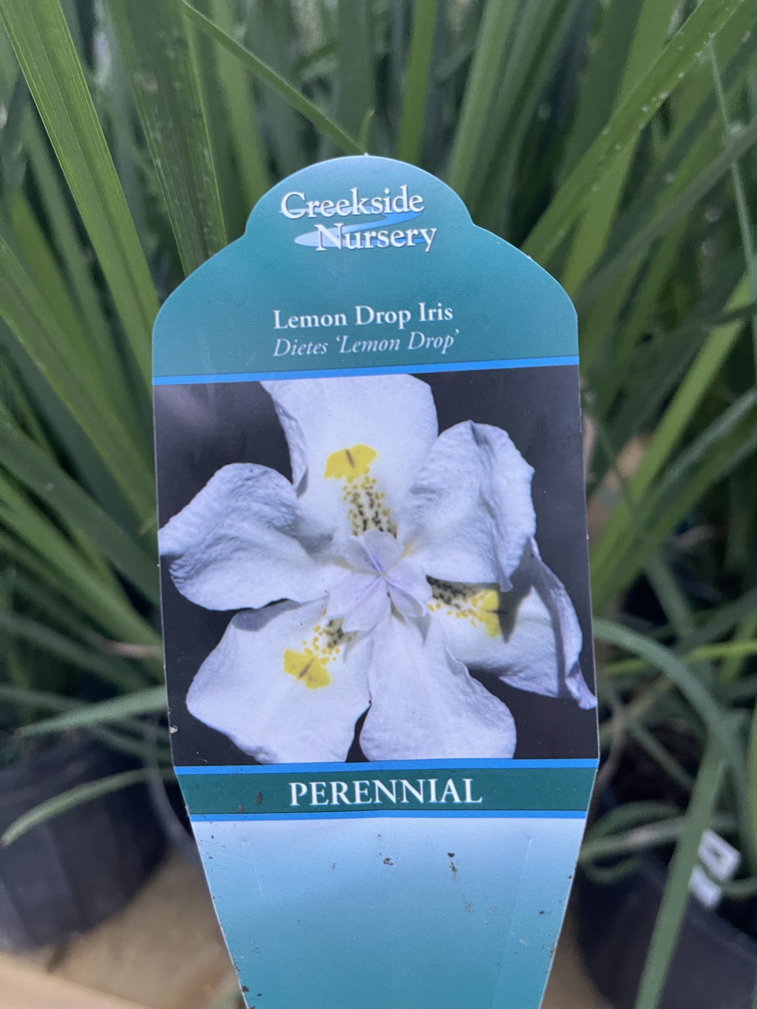 Lemon Drop Iris 3 Gallon - Iris × louisiana 'Lemon Drop'