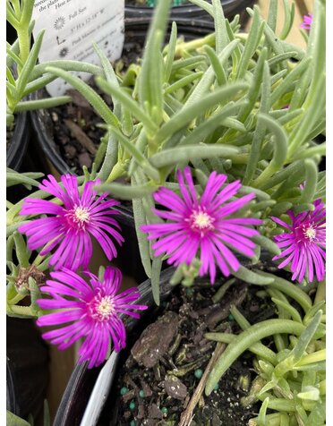 DELOSPERMA, 'COOPERI' ICE PLANT, 1G