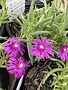 DELOSPERMA, 'COOPERI' ICE PLANT, 1G*