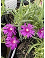 'COOPERI' ICE PLANT, 1 GALLON