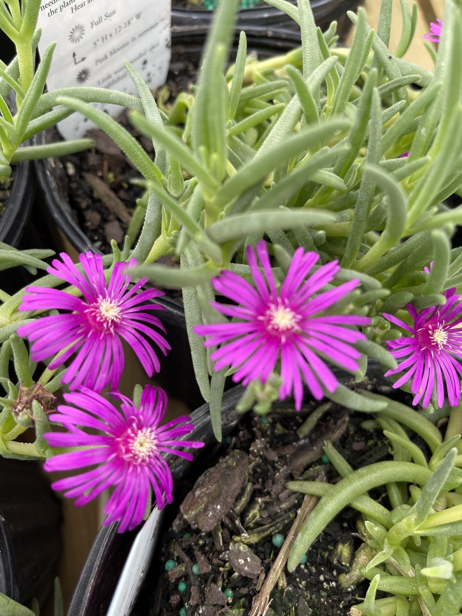 'COOPERI' ICE PLANT, 1 GALLON