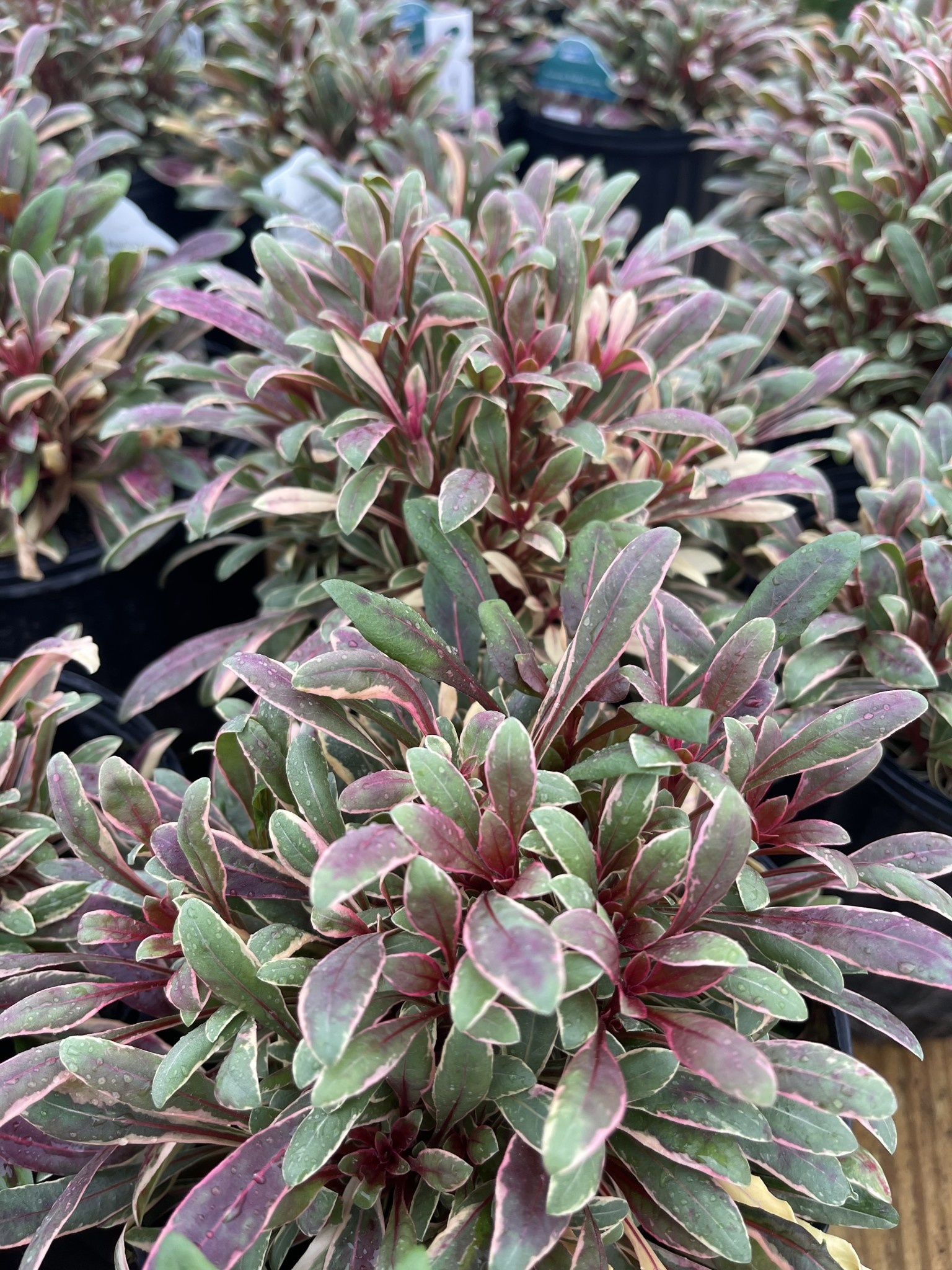 GAURA, 'PASSIONATE RAINBOW' 1G