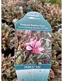 'PASSIONATE RAINBOW' GAURA, 1 GALLON
