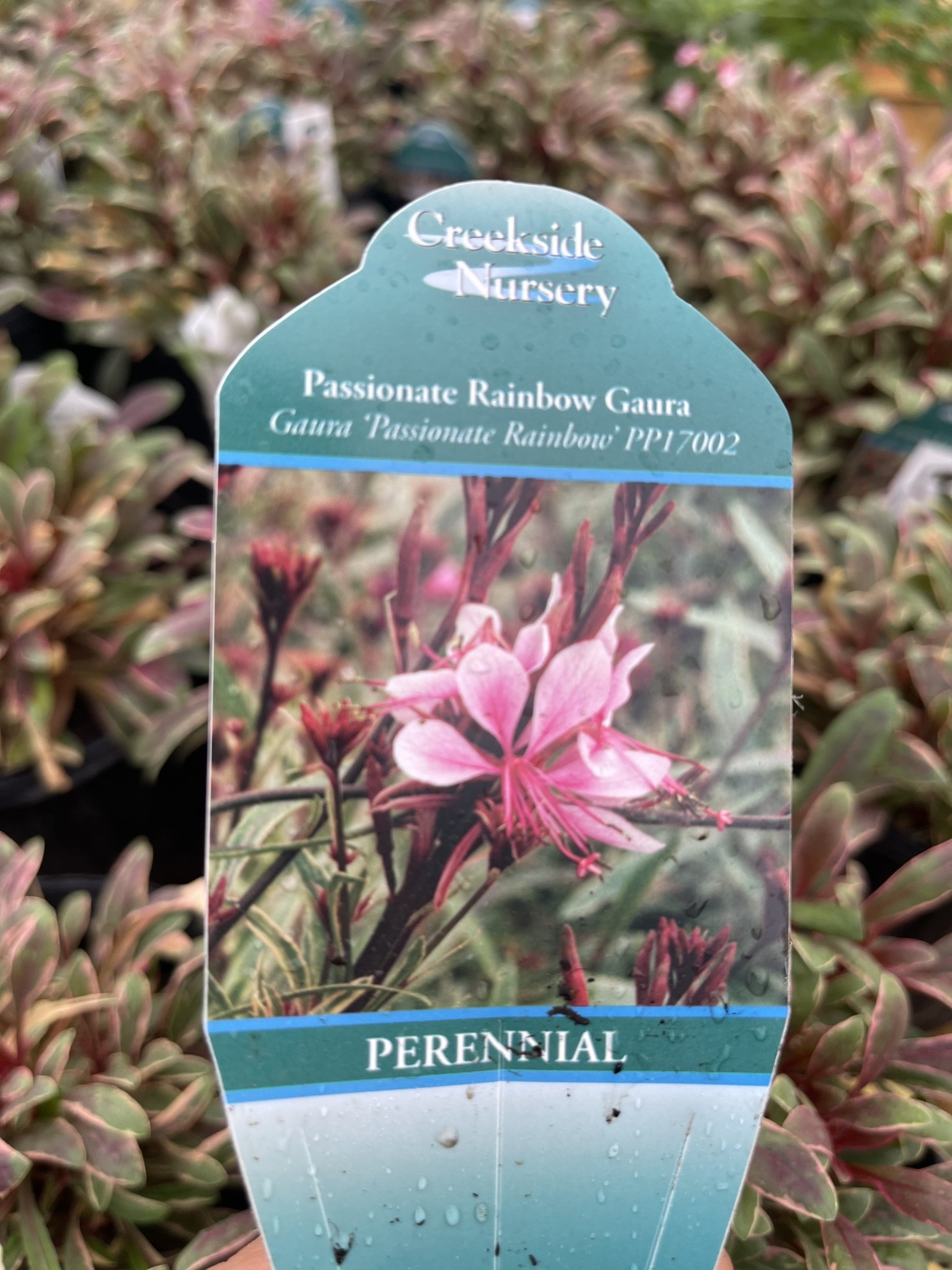'PASSIONATE RAINBOW' GAURA, 1 GALLON
