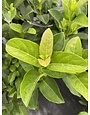 Viburnum 'Sweet' 3 Gallon - Fragrant Evergreen Shrub