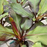 BANANA, 'ABBYSINNIAN', RED, 3G