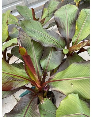 BANANA, 'ABBYSINNIAN', RED, 3G