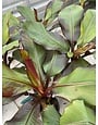 BANANA, 'ABBYSINNIAN', RED, 3G