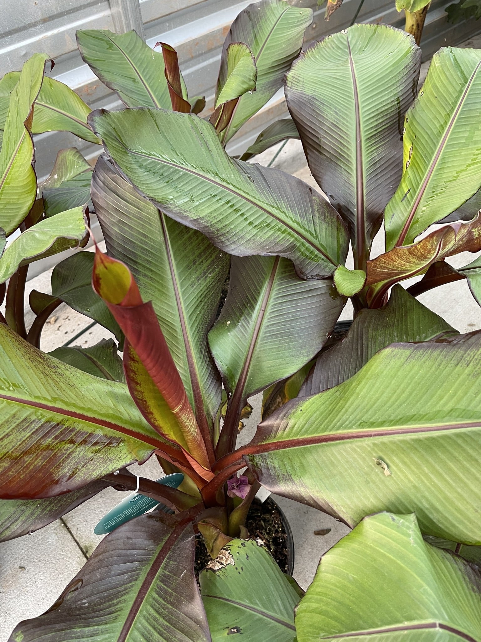 BANANA, 'ABBYSINNIAN', RED, 3G