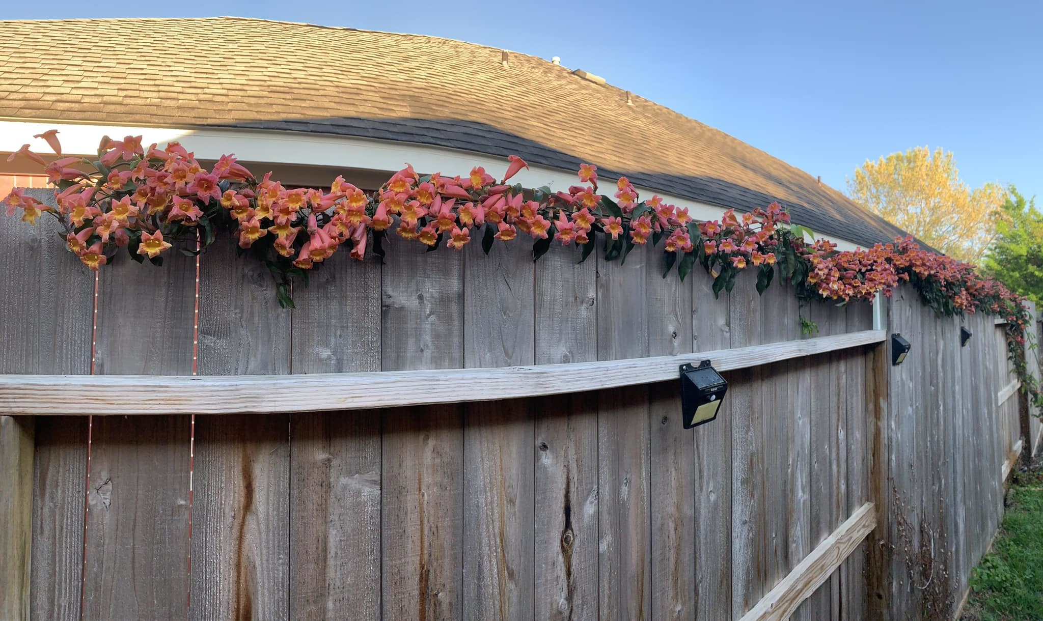 Tangerine Beauty Crossvine 5 Gallon - Bignonia capreolata 'Tangerine Beauty'