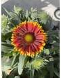 'SPINTOP' GAILLARDIA, 1 GALLON