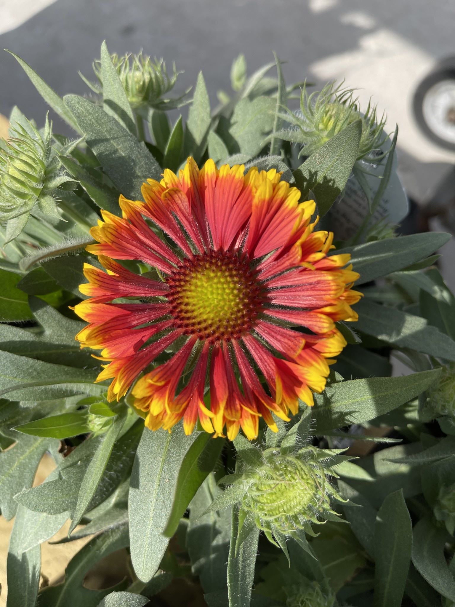'SPINTOP' GAILLARDIA, 1 GALLON