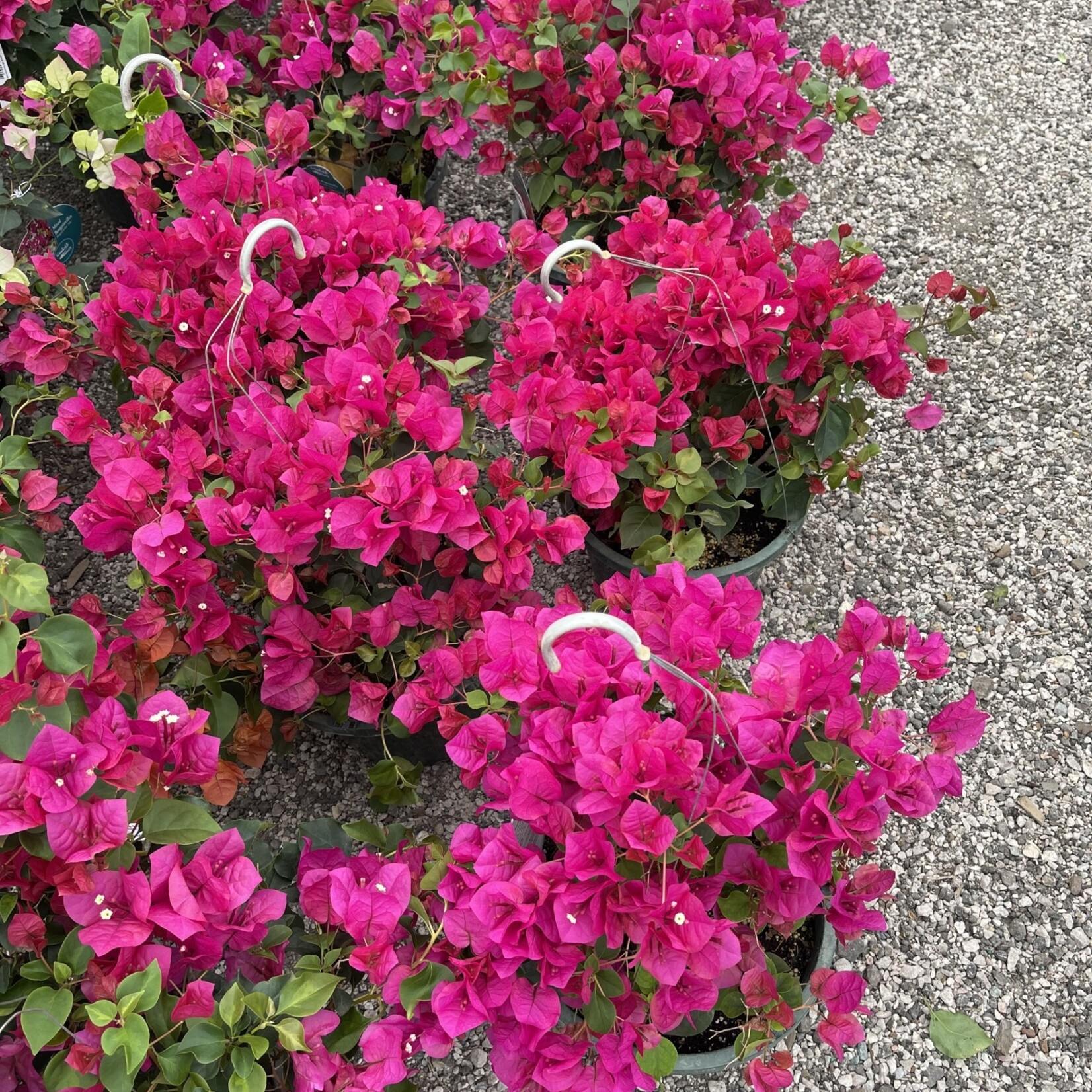 BOUGAINVILLEA, ‘JUANITA HATTEN’ 10" HANGING BASKET , (Hot Pink)