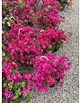 ‘JUANITA HATTEN’ BOUGAINVILLEA PLANT, 10 INCH HANGING BASKET