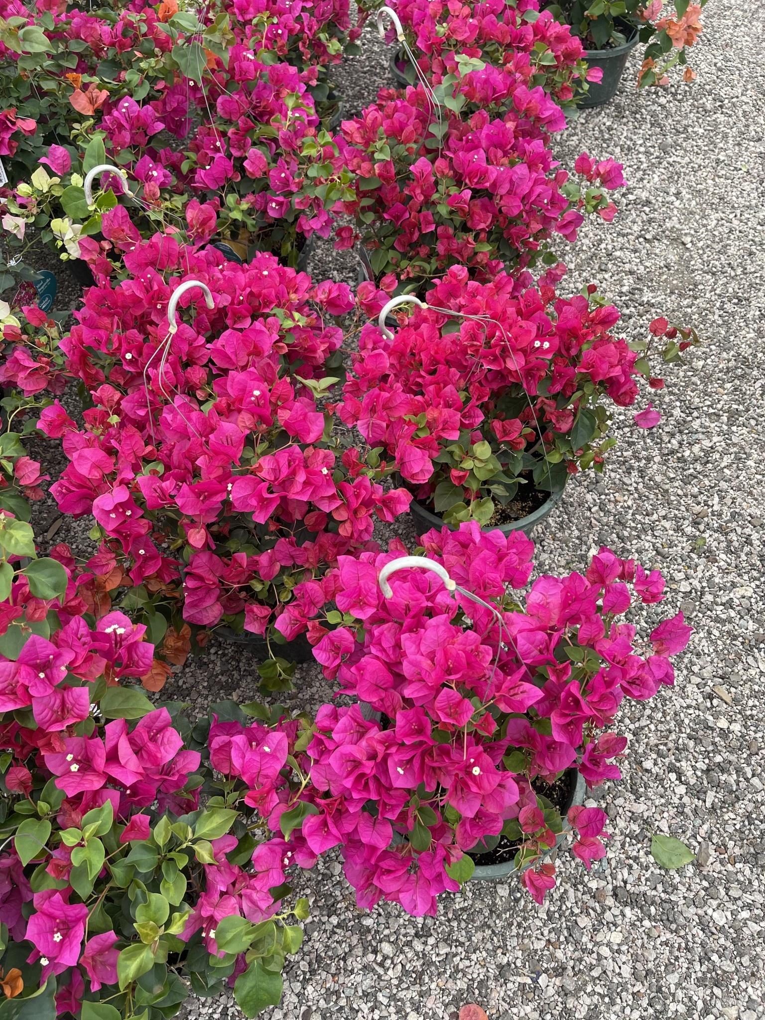 JUANITA HATTEN BOUGAINVILLEA PLANT, 10" HANGING BASKET
