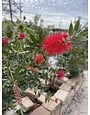 'Hardy' Bottlebrush, 15 Gallon | Growers Outlet Houston
