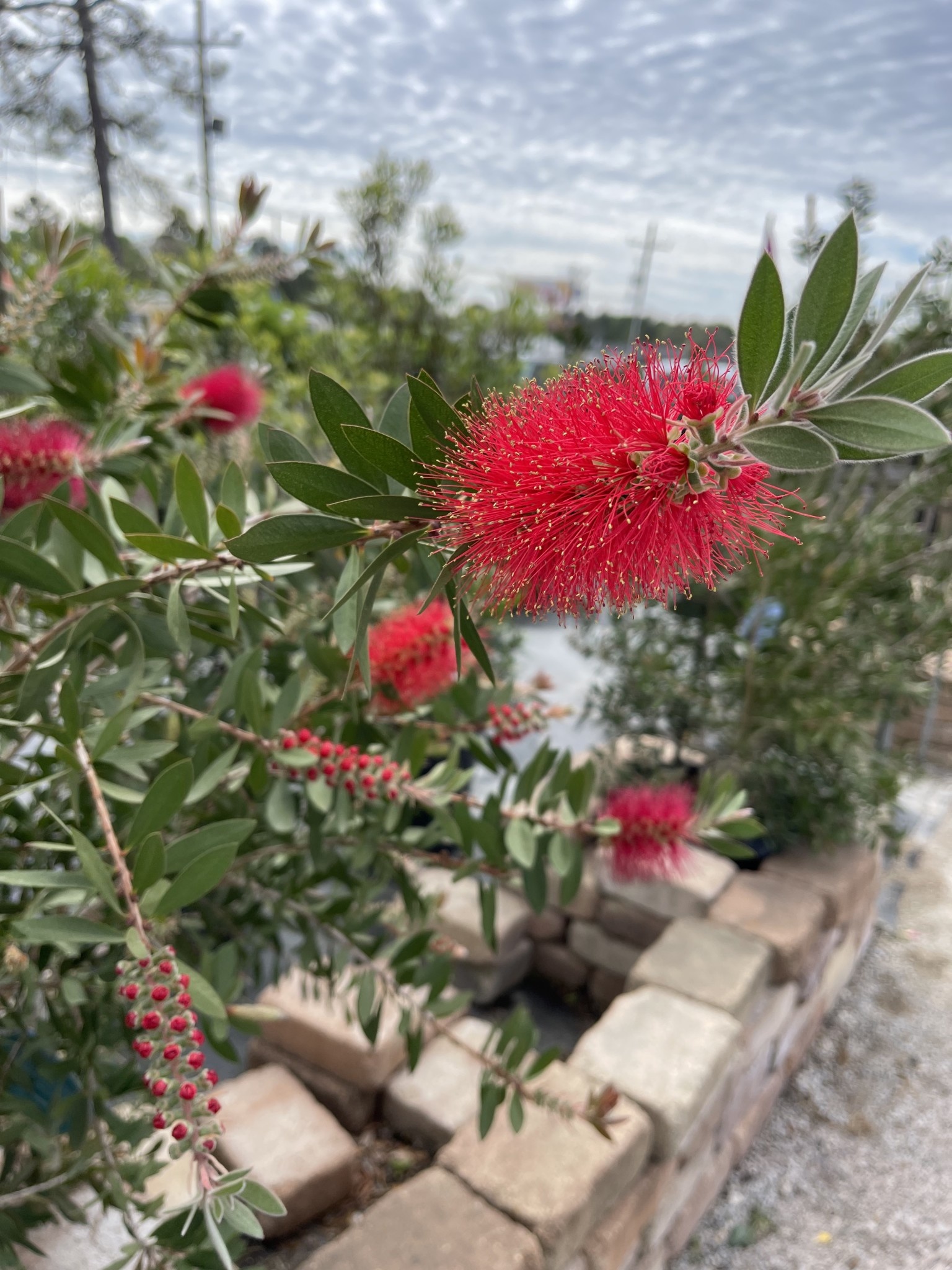 Bottlebrush 'Hardy' 15 Gallon - Cold-Hardy Red Blooms