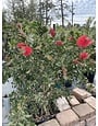 'Hardy' Bottlebrush, 15 Gallon | Growers Outlet Houston