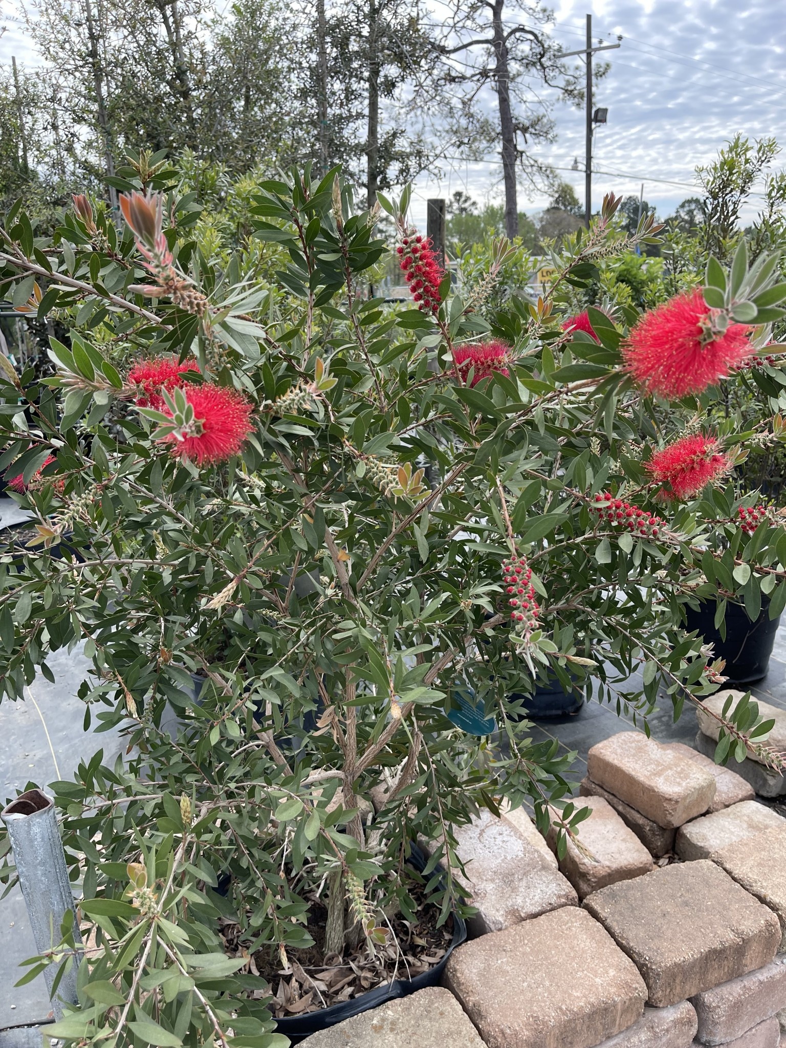 'Hardy' Bottlebrush, 15 Gallon | Growers Outlet Houston