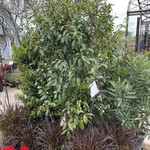 HANNA RAY' BOTTLEBRUSH 15G multi trunk- GROWERS OUTLET WILLIS, TEXAS -  Growers Outlet Willis Texas