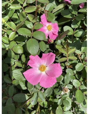 ROSE, 'NEARLY WILD', 3G*